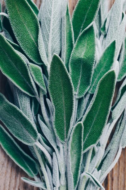 新鲜的生鼠尾草叶子放在木桌上。素材图片