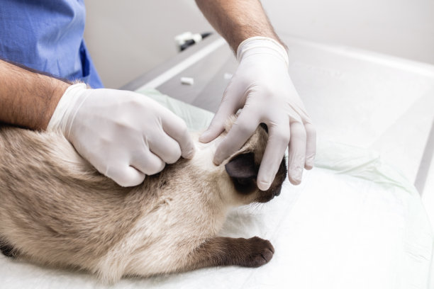 猫健康护理兽医图片下载