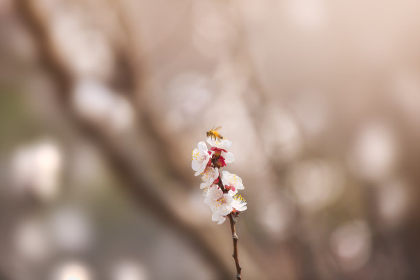 蜜蜂和杏花素材图片