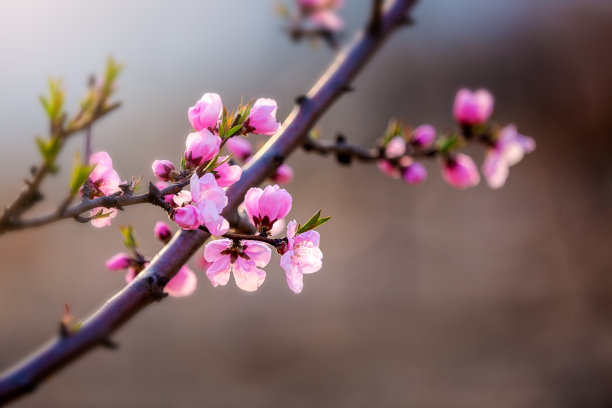 蜜桃花素材图片