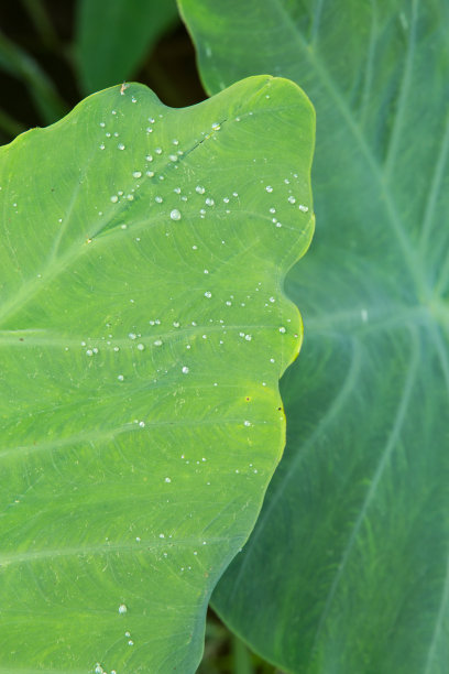 绿叶带有水滴，绿叶纹理背景，绿树香叶图片下载