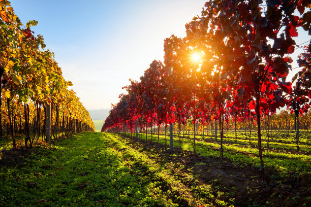 落日余晖下的秋色葡萄园。图片下载