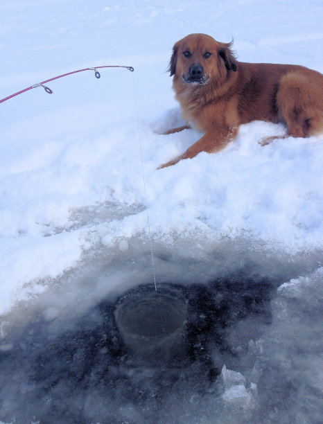 冬季运动冰钓鱼洞与伴侣狗图片下载