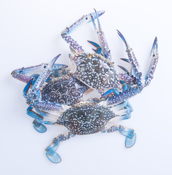 食物的背景图片下载