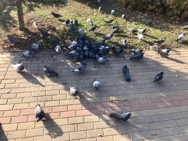 公园里的鸽子图片下载
