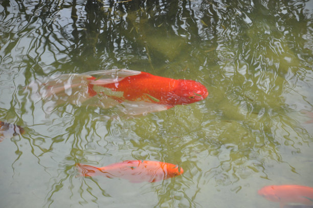 金鱼等图片下载