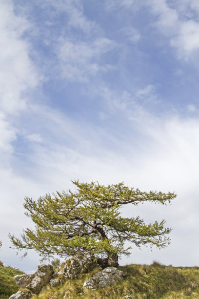 特伦蒂诺的一棵美丽的落叶松图片下载