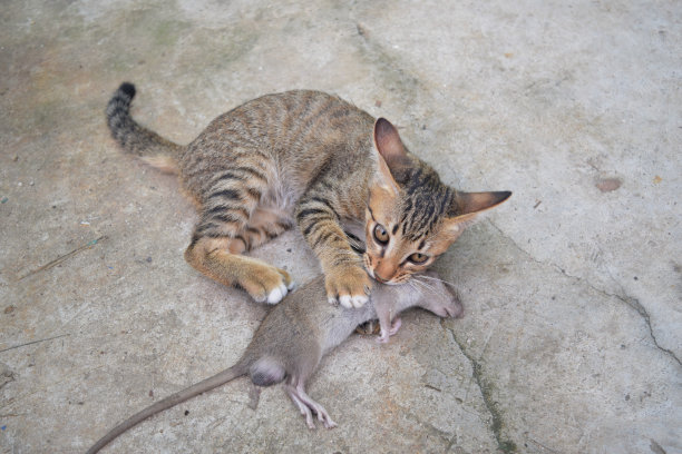 猫捉老鼠图片下载