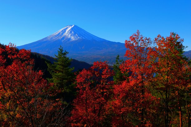 秋叶和川口千子山上的富士山图片下载