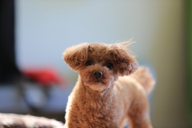 玩具贵宾犬图片下载