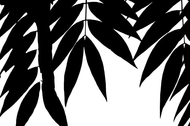 叶图案在黑色和白色图片下载