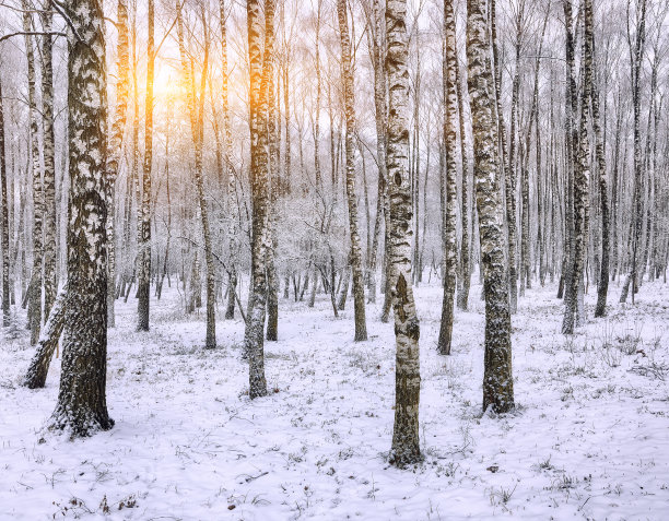 日落在白桦林。图片下载