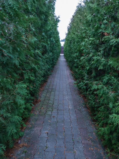 要使墙图片下载