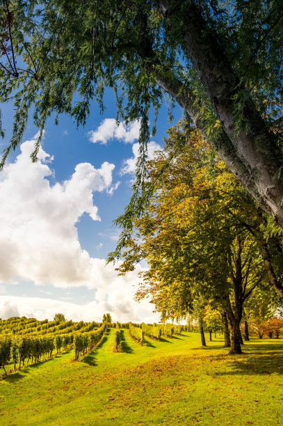 葡萄园日出波尔多葡萄园法国阿基坦图片下载