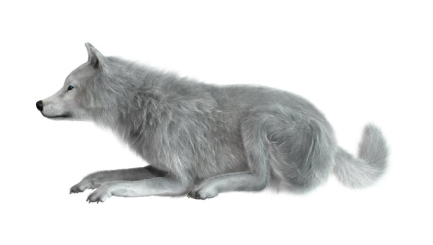 3D渲染北极狼在白色图片下载