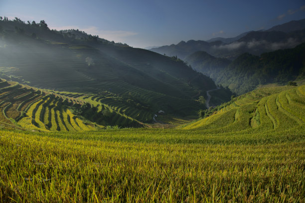 木仓寨的金色梯田图片下载