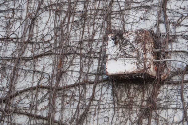 白色的水泥墙上爬满了植物图片下载