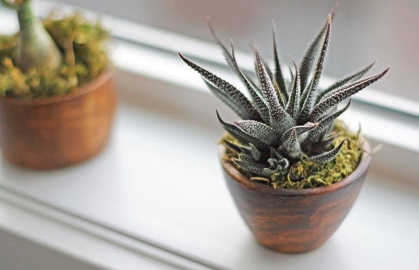 现代浴室窗台上的肉质植物图片下载