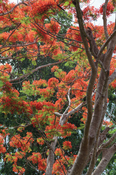 秋天里的红叶图片下载