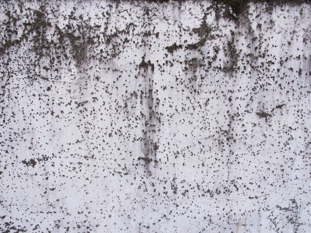 长满真菌的白色墙壁图片下载