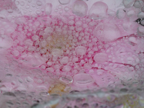 雾中的花朵图片下载