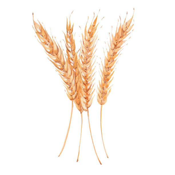 小穗小麦素材图片