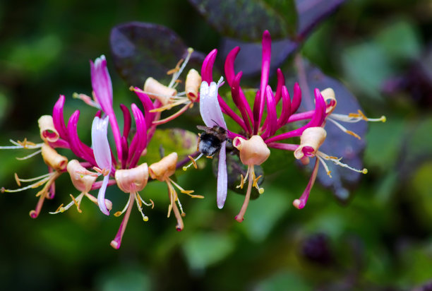 金银花图片素材ID：303175200