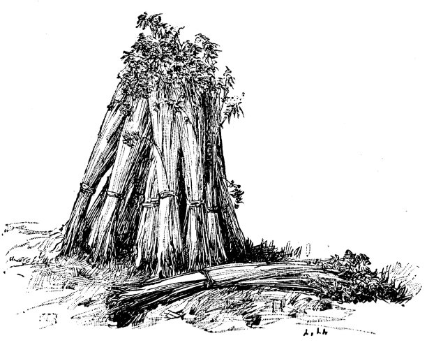 维多利亚时代的雕刻简单的玉米堆在田野里;19世纪的农村和农业的收获场景。图片下载