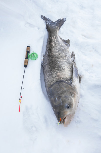 雪上的银色鲤鱼。冰上钓鱼奖杯图片下载