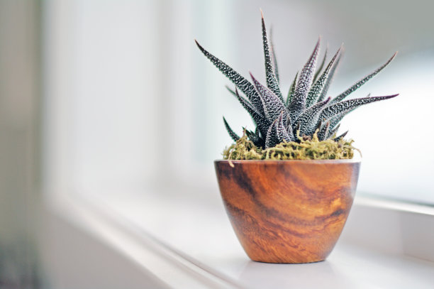 现代浴室窗台上多肉植物图片下载