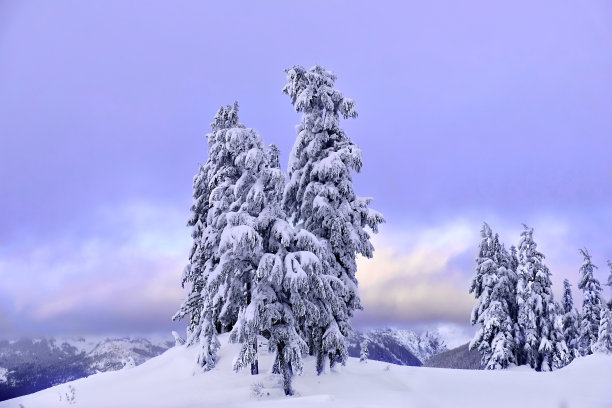 日落时树木被雪覆盖。图片下载
