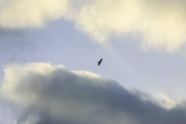 飞翔的鹰图片下载