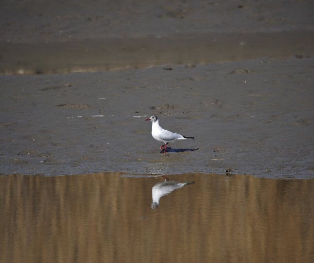 大海鸟素材图片