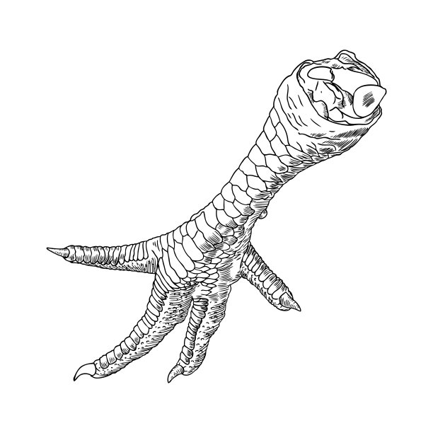 鸡，公鸡，火鸡脚。手绘雕刻风格。家禽或鸡爪。黑白背景，孤立。向量。图片下载