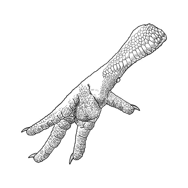 鸡，公鸡，火鸡脚。手绘雕刻风格。家禽或鸡爪。黑白背景，孤立。向量。图片下载