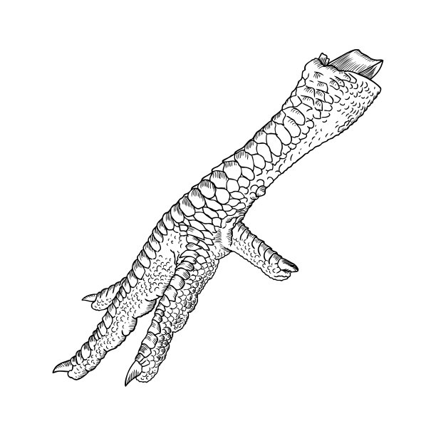 鸡，公鸡，火鸡脚。手绘雕刻风格。家禽或鸡爪。黑白背景，孤立。向量。图片下载