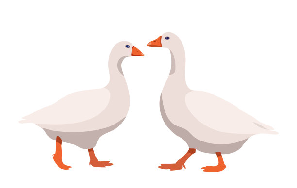 一对鹅图片下载
