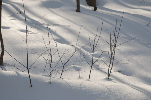 灌木树枝和雪图片下载