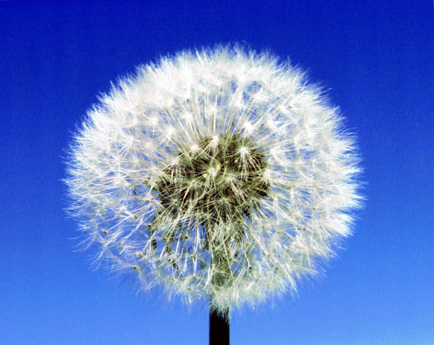 蓝天下蒲公英特写镜头图片下载