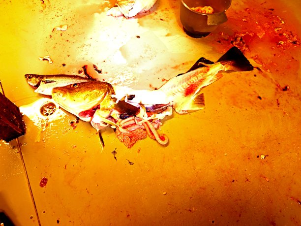 鳕鱼的内脏。新鲜捕捞的鱼片。背部切开，肉与骨骼分离图片下载