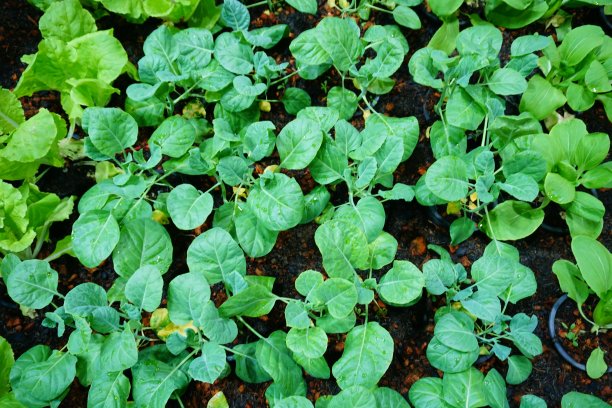 羽衣甘蓝田的特写图片下载