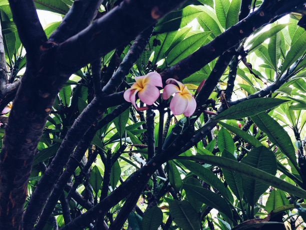一个开花的鸡蛋花图片下载