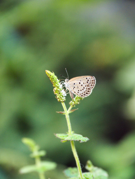 淡草蓝-假毛竹素材图片