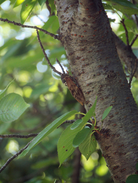 大的棕色蝉-黑蝉-图片下载