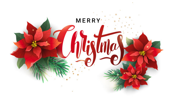 圣诞设计的冷杉树枝和一品红图片下载