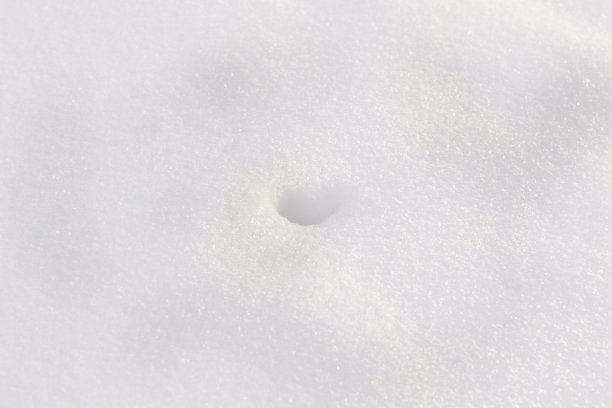 酒窝在雪图片下载