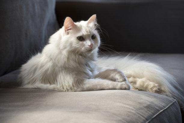 君威白猫图片下载