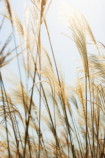 Miscanthus-Shining银草图片下载