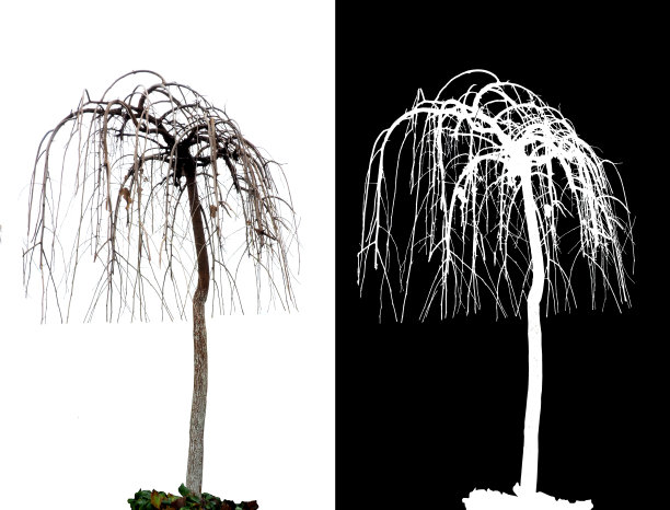 没有叶子的树alpha通道图片下载