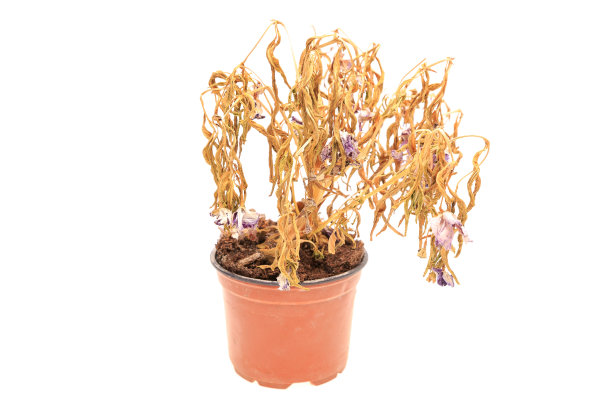 花盆里枯萎的花图片下载